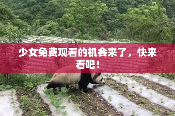 少女免费观看的机会来了，快来看吧！
