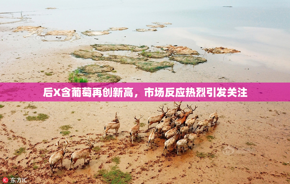 后X含葡萄再创新高，市场反应热烈引发关注