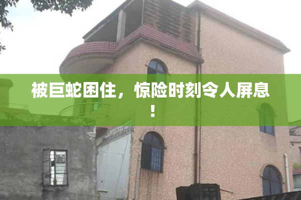 被巨蛇困住，惊险时刻令人屏息！