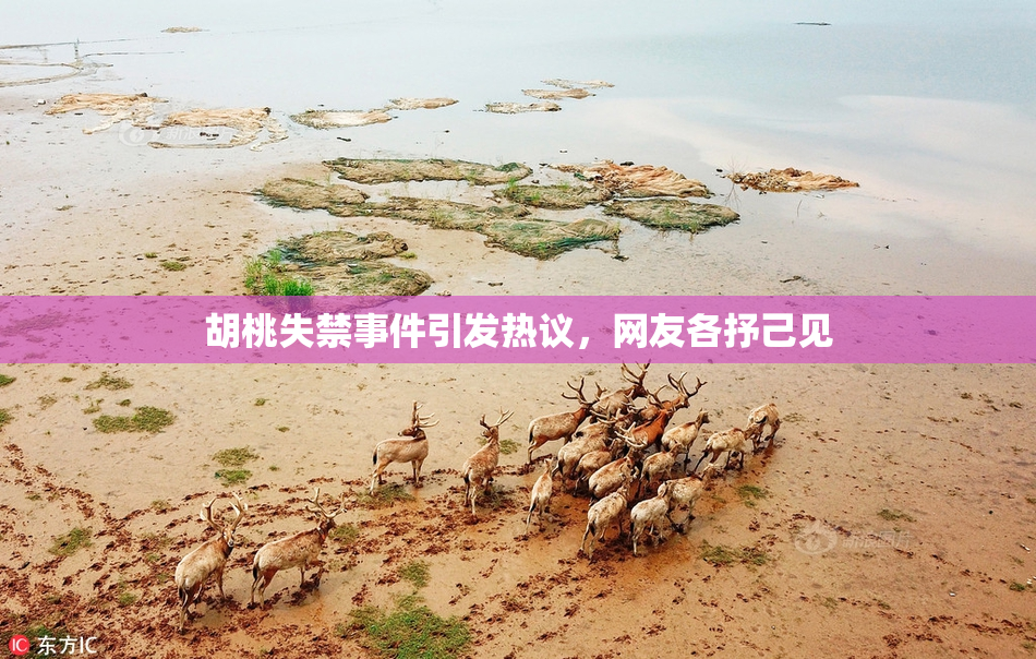 胡桃失禁事件引发热议，网友各抒己见