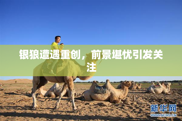 银狼遭遇重创，前景堪忧引发关注