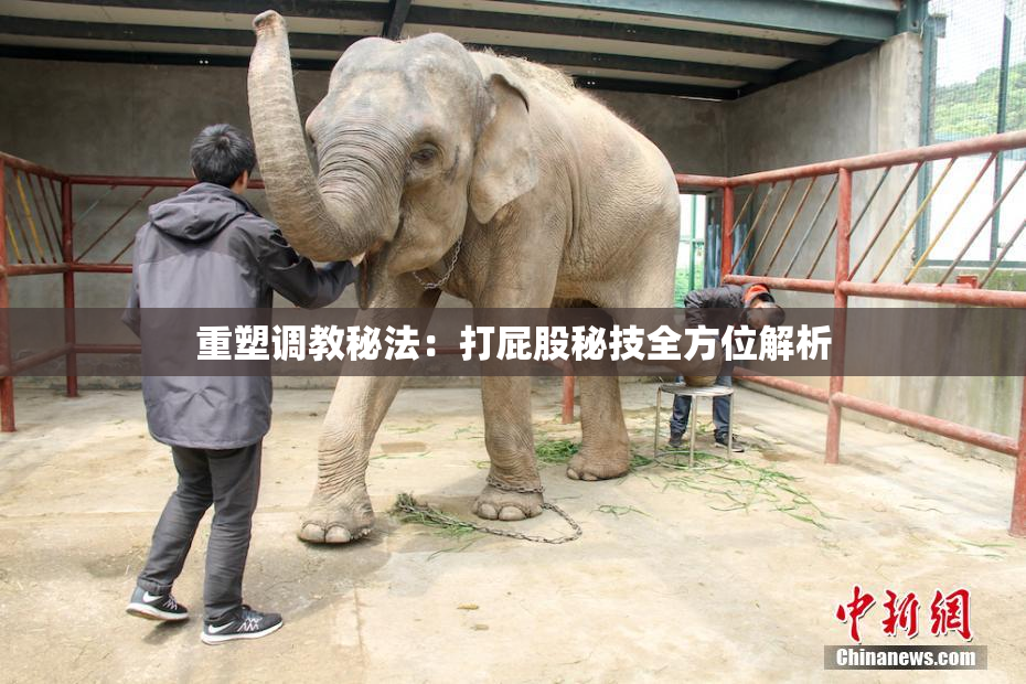 重塑调教秘法：打屁股秘技全方位解析