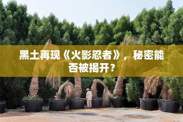 黑土再现《火影忍者》，秘密能否被揭开？