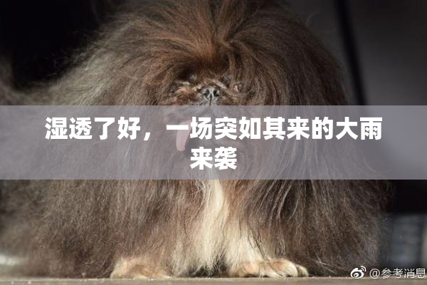 湿透了好，一场突如其来的大雨来袭