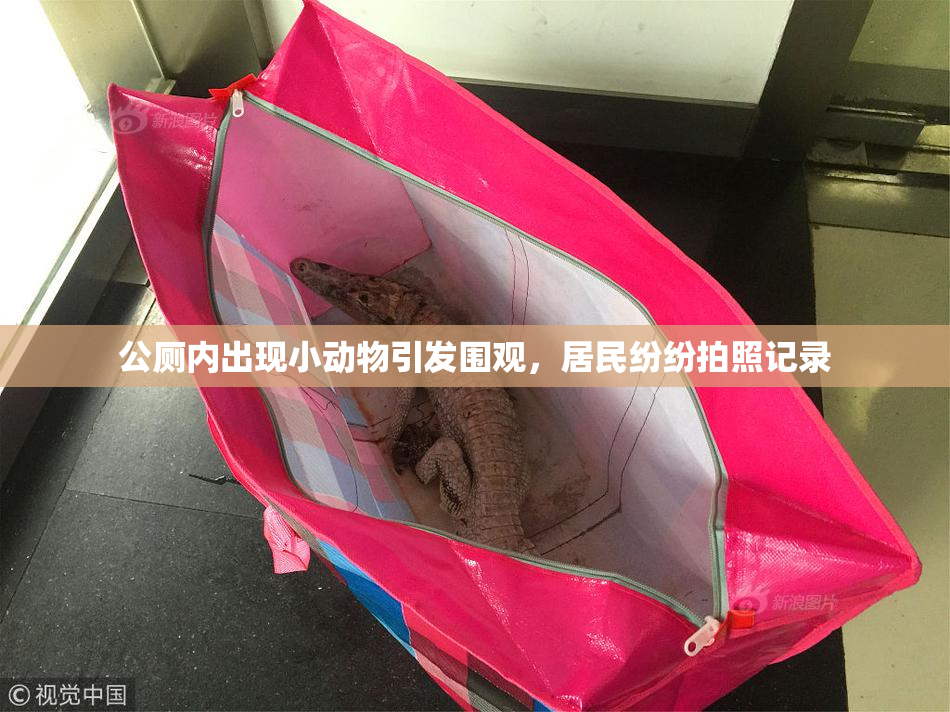 公厕内出现小动物引发围观，居民纷纷拍照记录