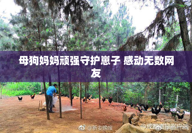 母狗妈妈顽强守护崽子 感动无数网友