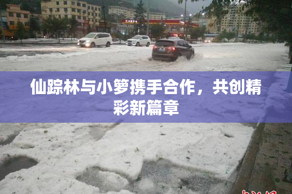 仙踪林与小箩携手合作，共创精彩新篇章