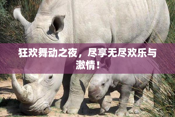 狂欢舞动之夜，尽享无尽欢乐与激情！