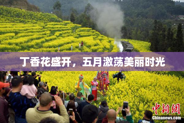 丁香花盛开，五月激荡美丽时光