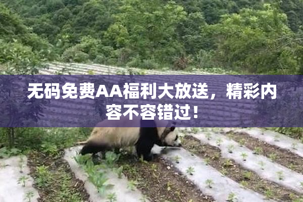 无码免费AA福利大放送，精彩内容不容错过！