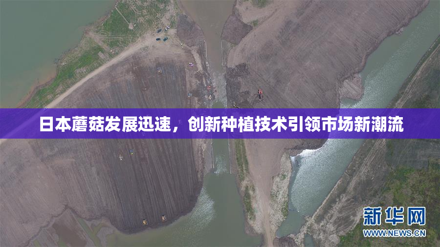 日本蘑菇发展迅速，创新种植技术引领市场新潮流