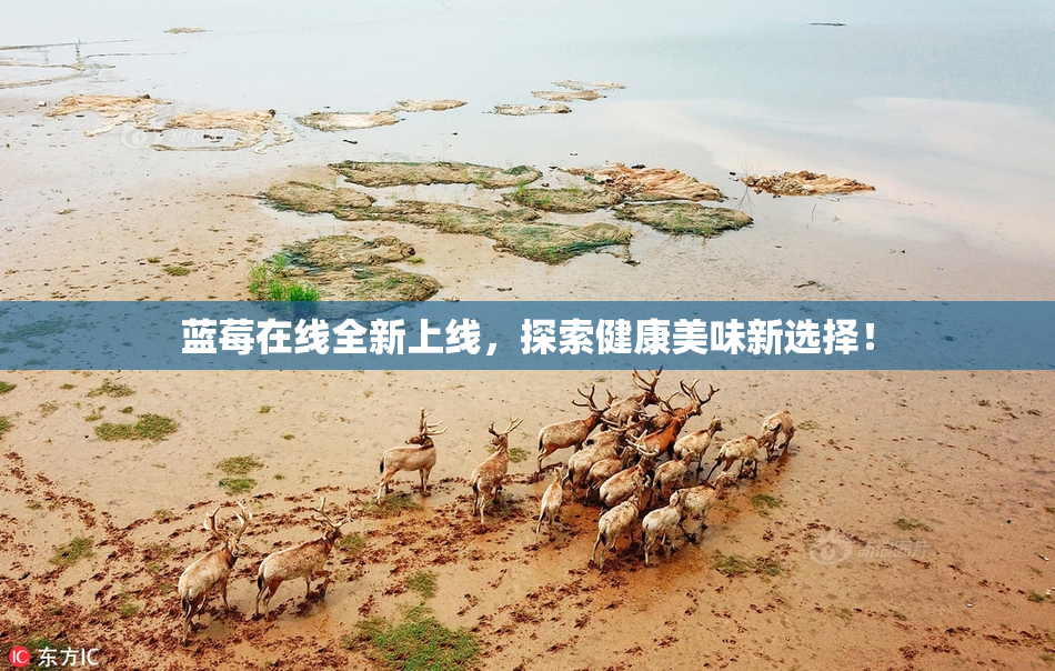 蓝莓在线全新上线，探索健康美味新选择！