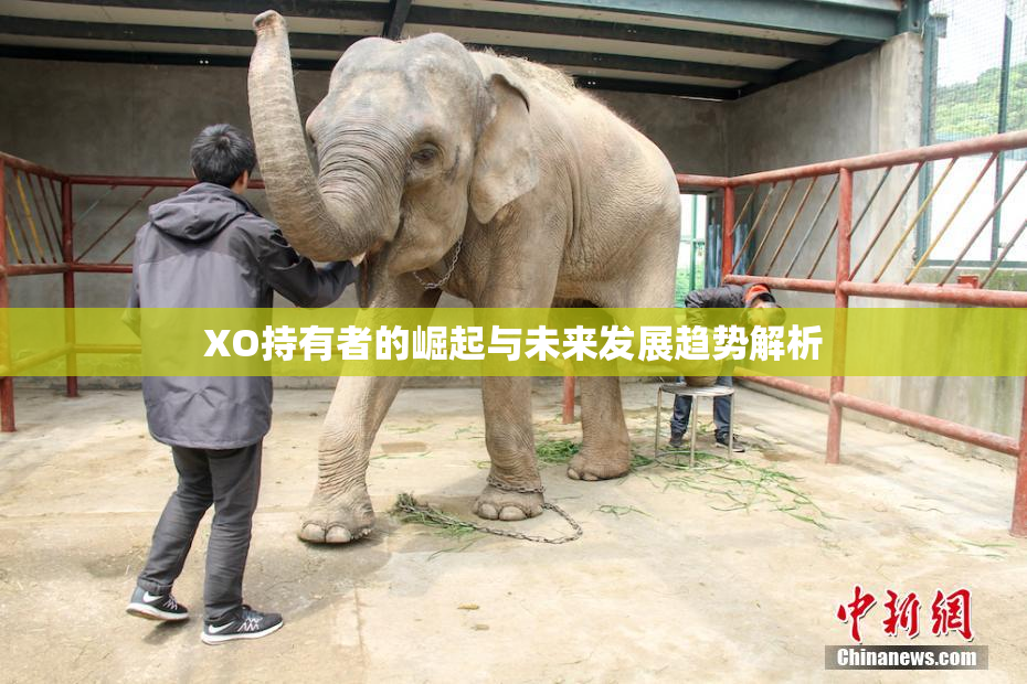 XO持有者的崛起与未来发展趋势解析