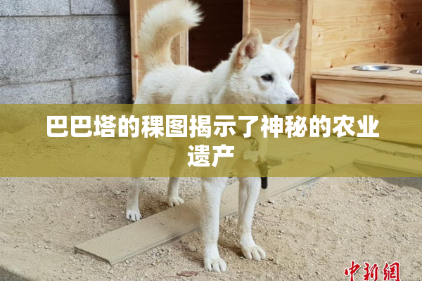 巴巴塔的稞图揭示了神秘的农业遗产