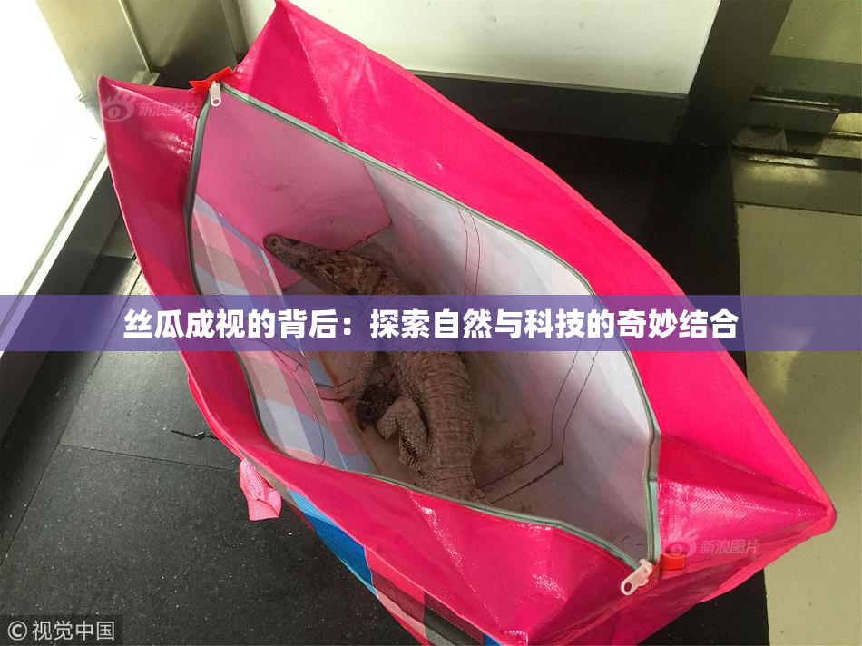 丝瓜成视的背后：探索自然与科技的奇妙结合
