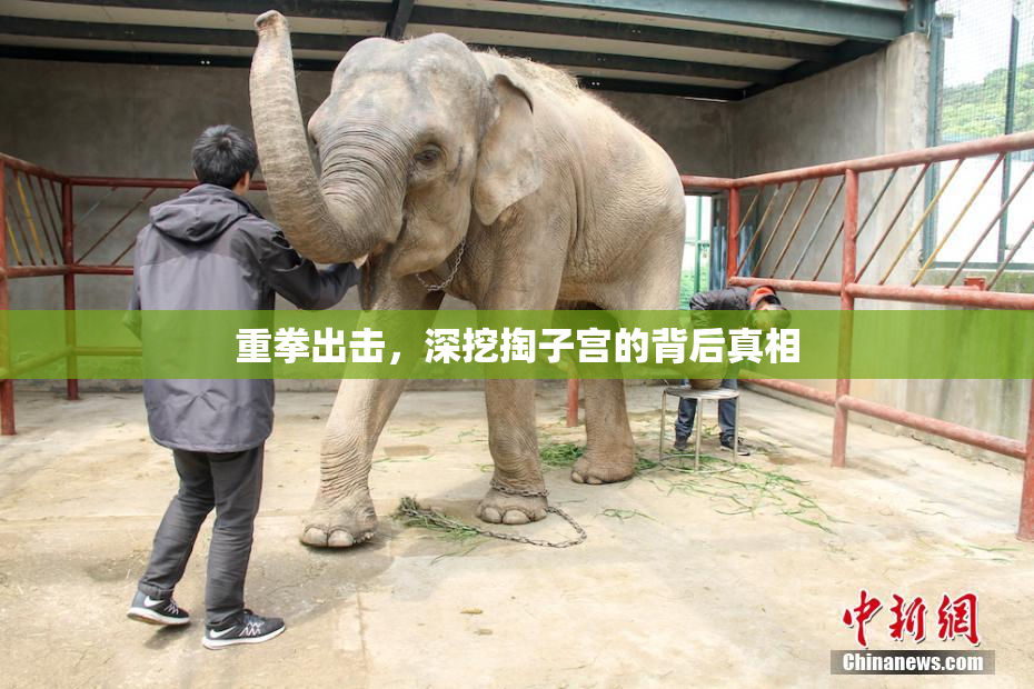 重拳出击，深挖掏子宫的背后真相