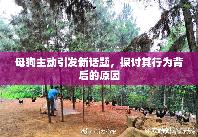 母狗主动引发新话题，探讨其行为背后的原因
