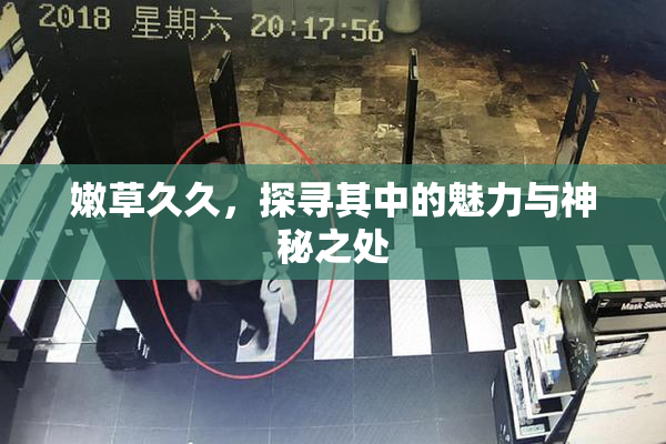 嫩草久久，探寻其中的魅力与神秘之处