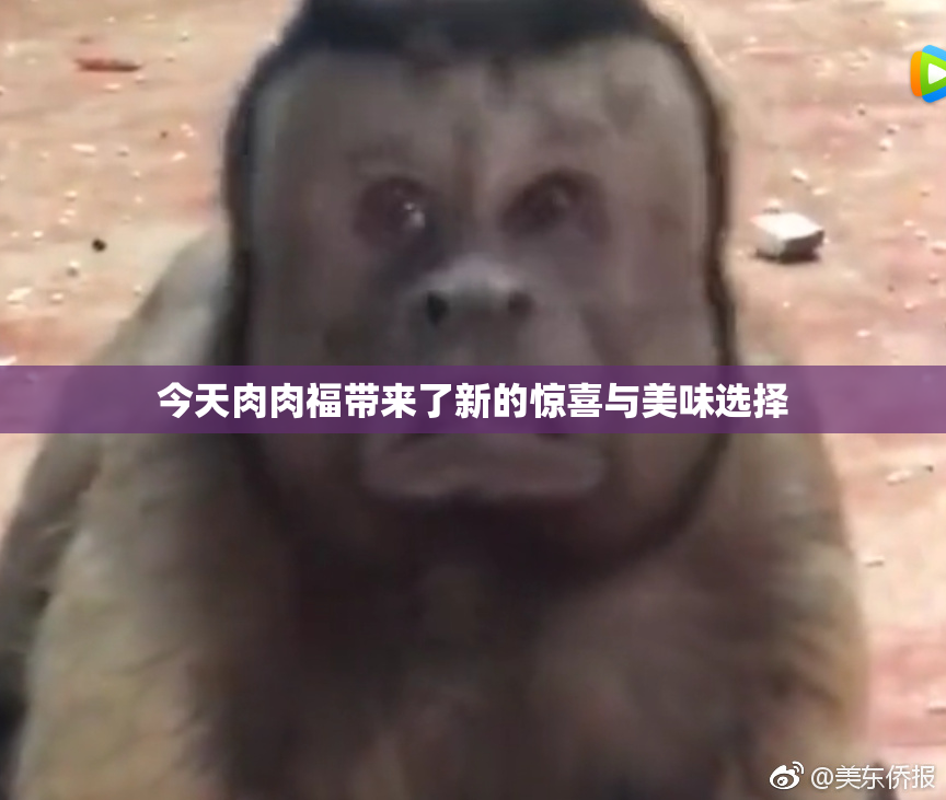 今天肉肉福带来了新的惊喜与美味选择