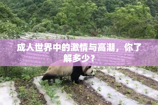 成人世界中的激情与高潮，你了解多少？