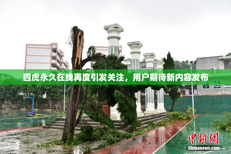 四虎永久在线再度引发关注，用户期待新内容发布