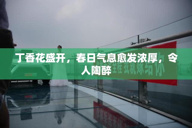 丁香花盛开，春日气息愈发浓厚，令人陶醉