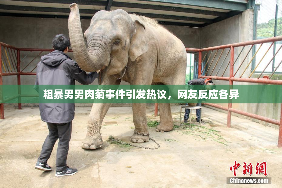 粗暴男男肉菊事件引发热议，网友反应各异