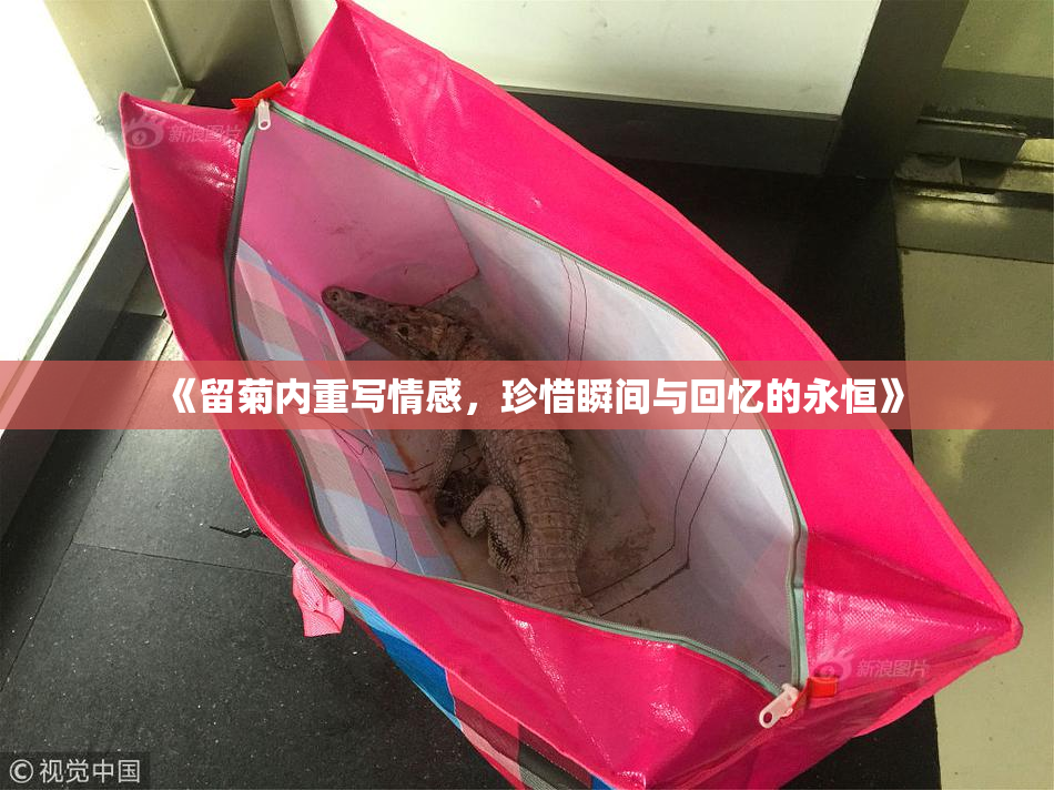 《留菊内重写情感，珍惜瞬间与回忆的永恒》