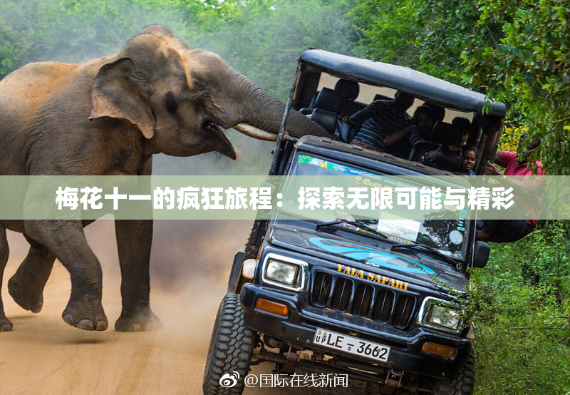 梅花十一的疯狂旅程：探索无限可能与精彩