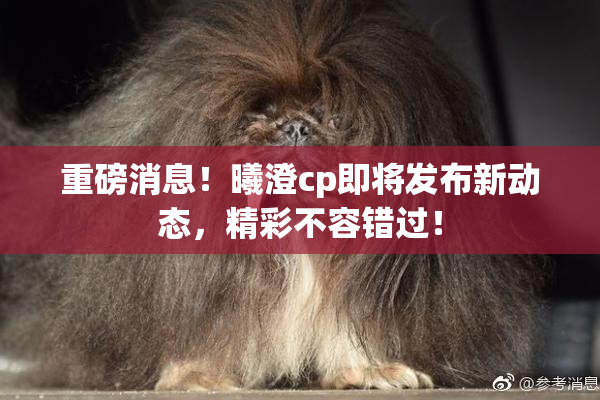 重磅消息！曦澄cp即将发布新动态，精彩不容错过！