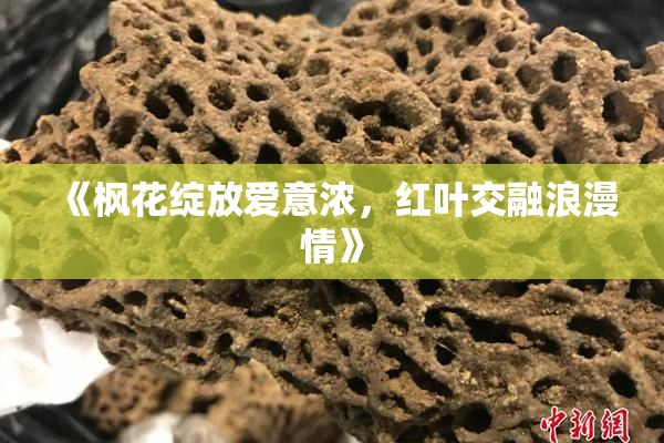 《枫花绽放爱意浓，红叶交融浪漫情》