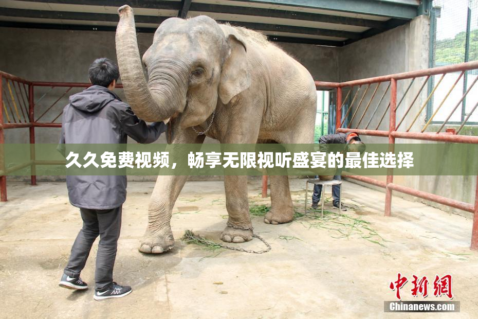 久久免费视频，畅享无限视听盛宴的最佳选择