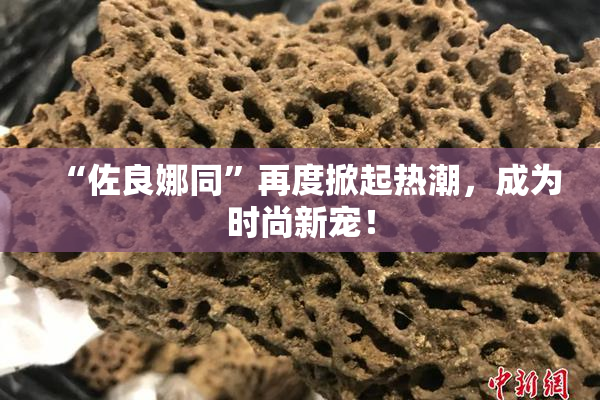 “佐良娜同”再度掀起热潮，成为时尚新宠！