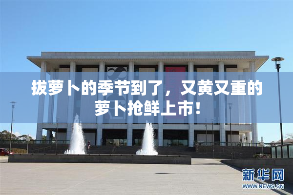 拔萝卜的季节到了，又黄又重的萝卜抢鲜上市！