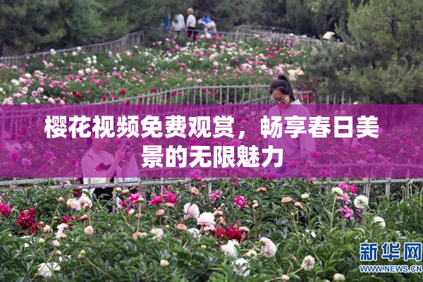 樱花视频免费观赏，畅享春日美景的无限魅力