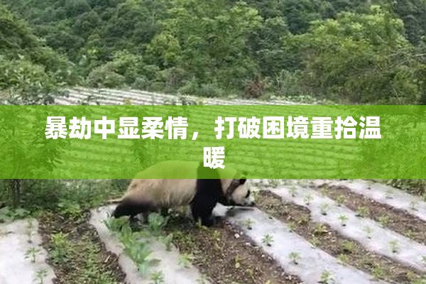 暴劫中显柔情，打破困境重拾温暖