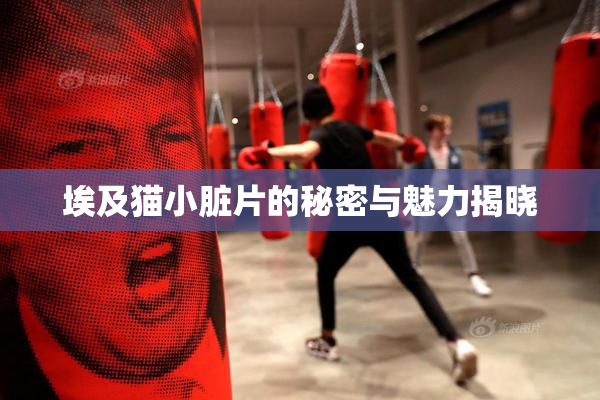 埃及猫小脏片的秘密与魅力揭晓