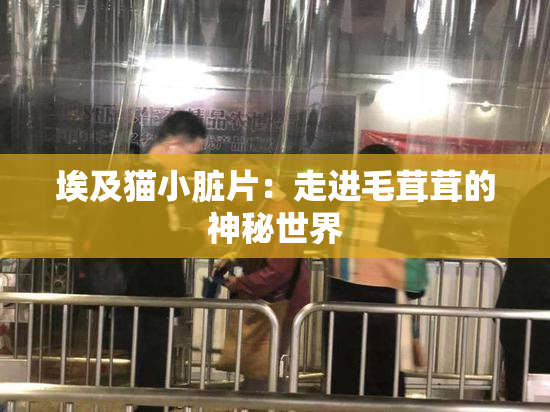 埃及猫小脏片：走进毛茸茸的神秘世界