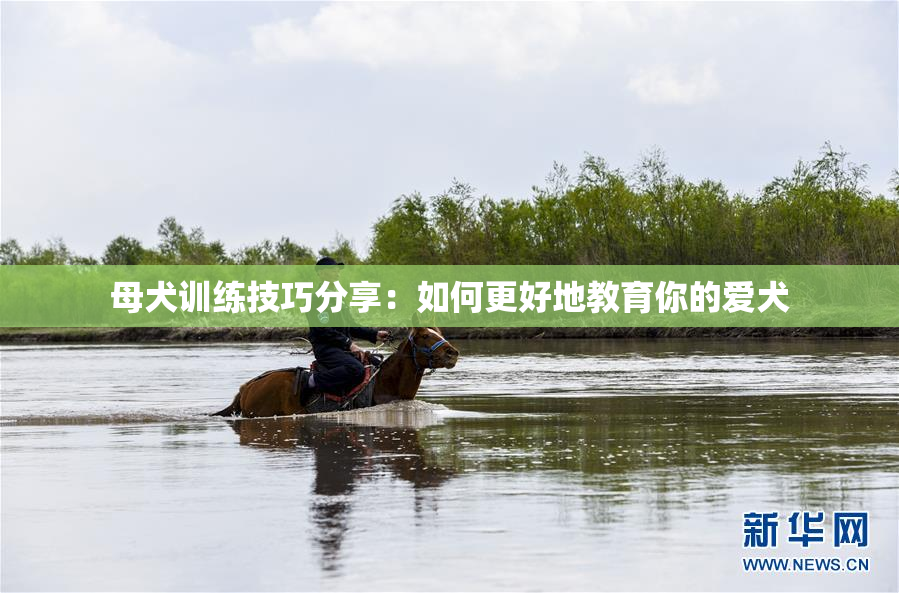 母犬训练技巧分享：如何更好地教育你的爱犬