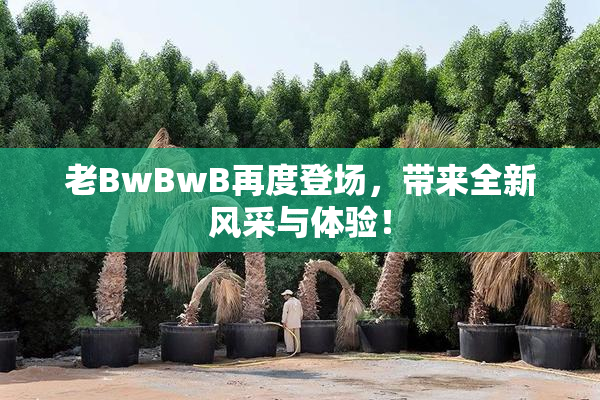 老BwBwB再度登场，带来全新风采与体验！