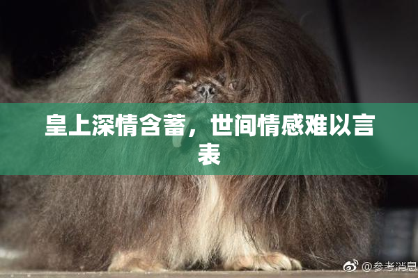 皇上深情含蓄，世间情感难以言表