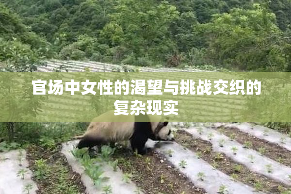 官场中女性的渴望与挑战交织的复杂现实