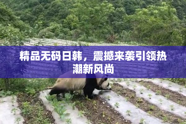 精品无码日韩，震撼来袭引领热潮新风尚