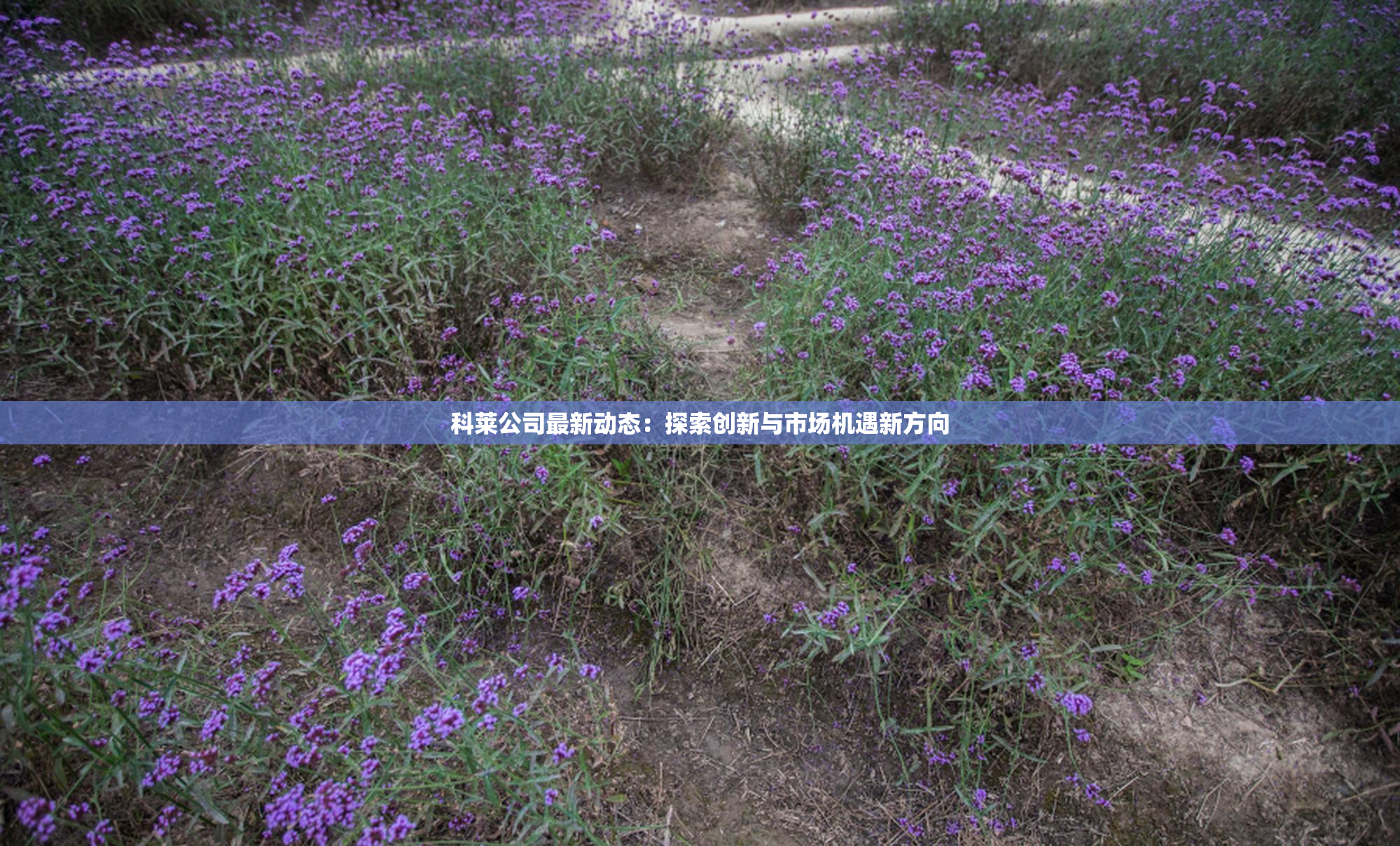 科莱公司最新动态：探索创新与市场机遇新方向
