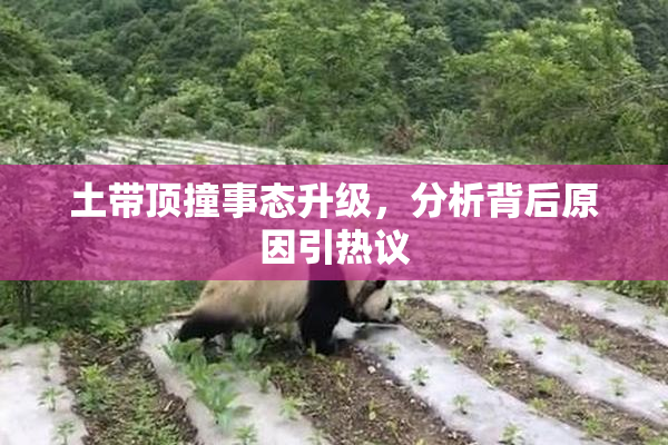 土带顶撞事态升级，分析背后原因引热议