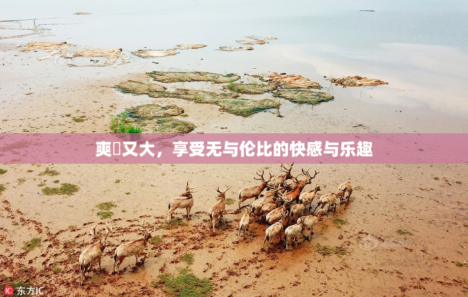 爽擼又大，享受无与伦比的快感与乐趣