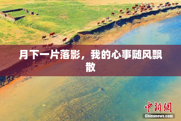 月下一片落影，我的心事随风飘散