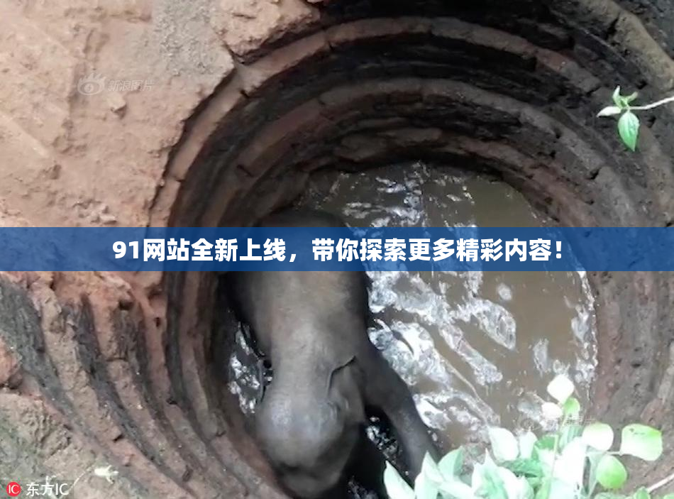 91网站全新上线，带你探索更多精彩内容！
