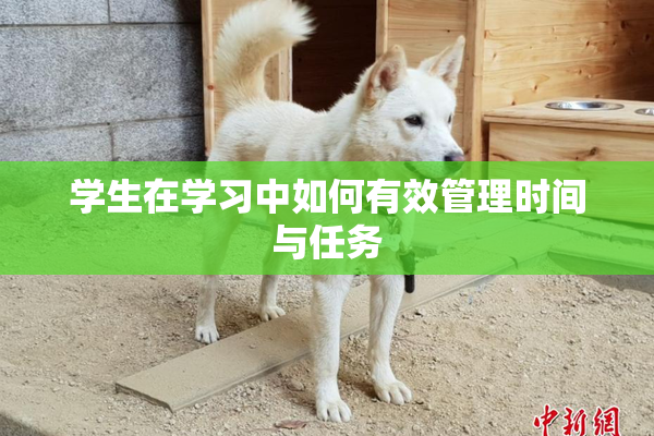 学生在学习中如何有效管理时间与任务