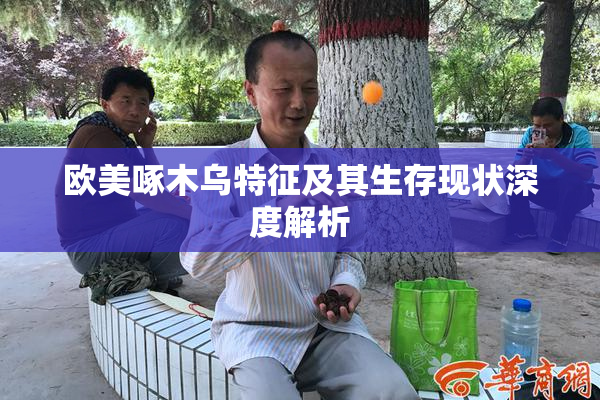 欧美啄木乌特征及其生存现状深度解析